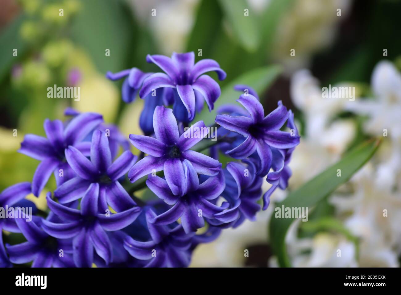 Hyacinths bloom in an explosion of purple petals. White hyacinths form the background along with rich green leaves. Stock Photo