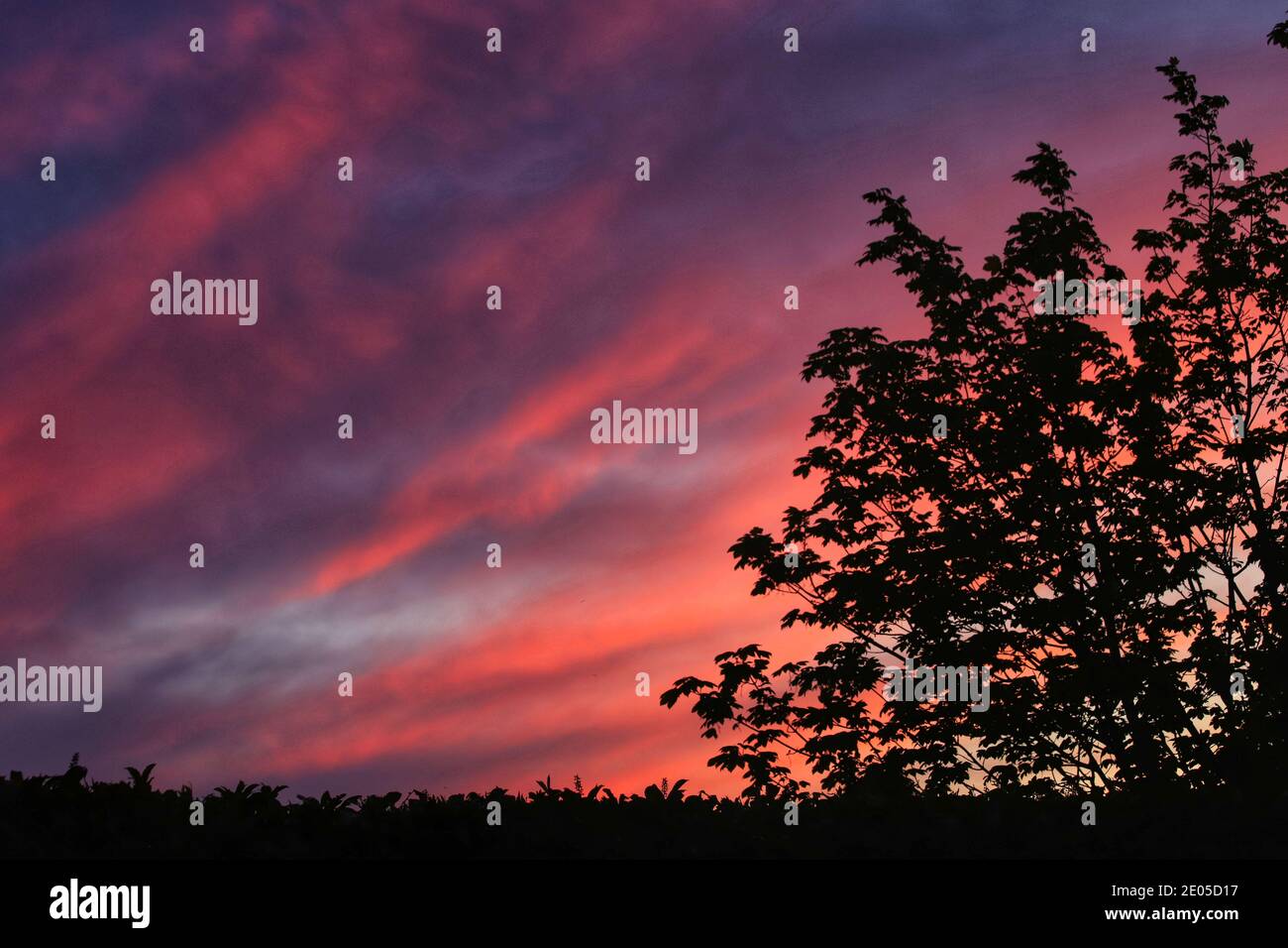 The setting sun paints the clouds with vibrant, warm colours on a summer evening spent among the branches and leaves of the backyard trees. Stock Photo