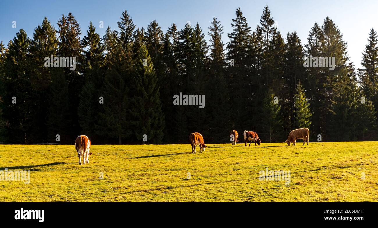 cows feeding on late autumn meadow with trees on the backgroind and clear sky near Vysni Mohelnice settlement in Moravskoslezske Beskydy mountains in Stock Photo