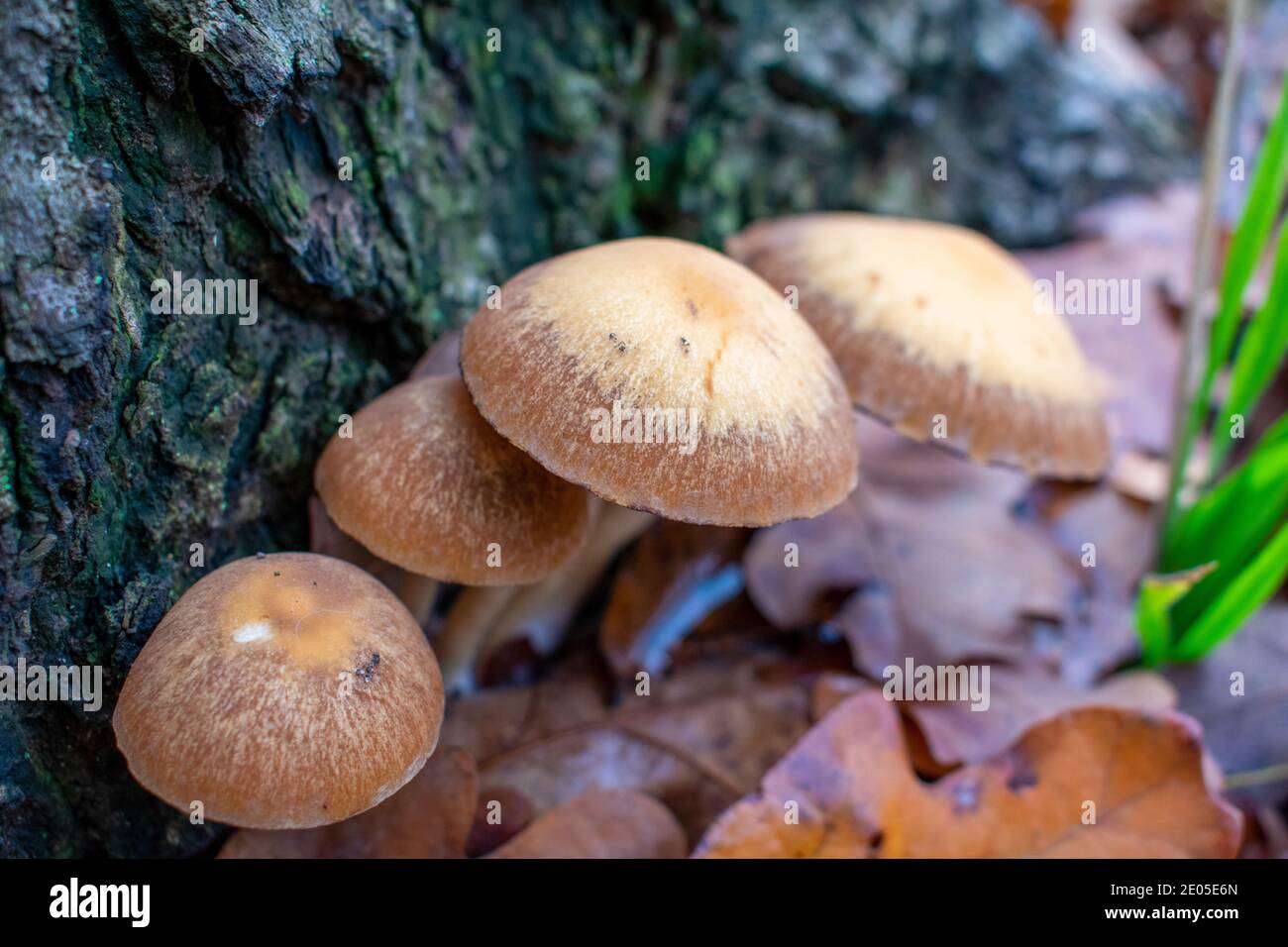 Under ground fungi hi-res stock photography and images - Alamy