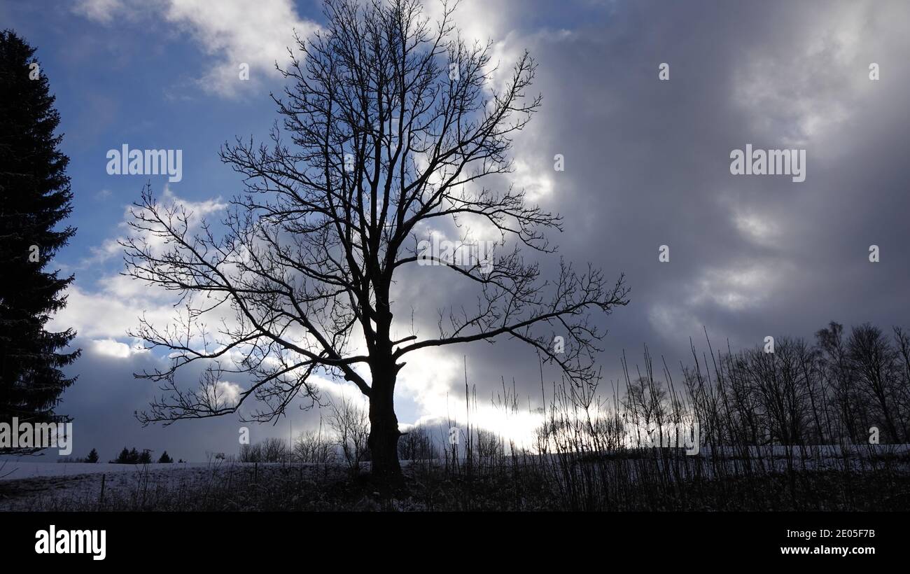 Isolated tree in the foreground - blue sky with gray clouds Stock Photo