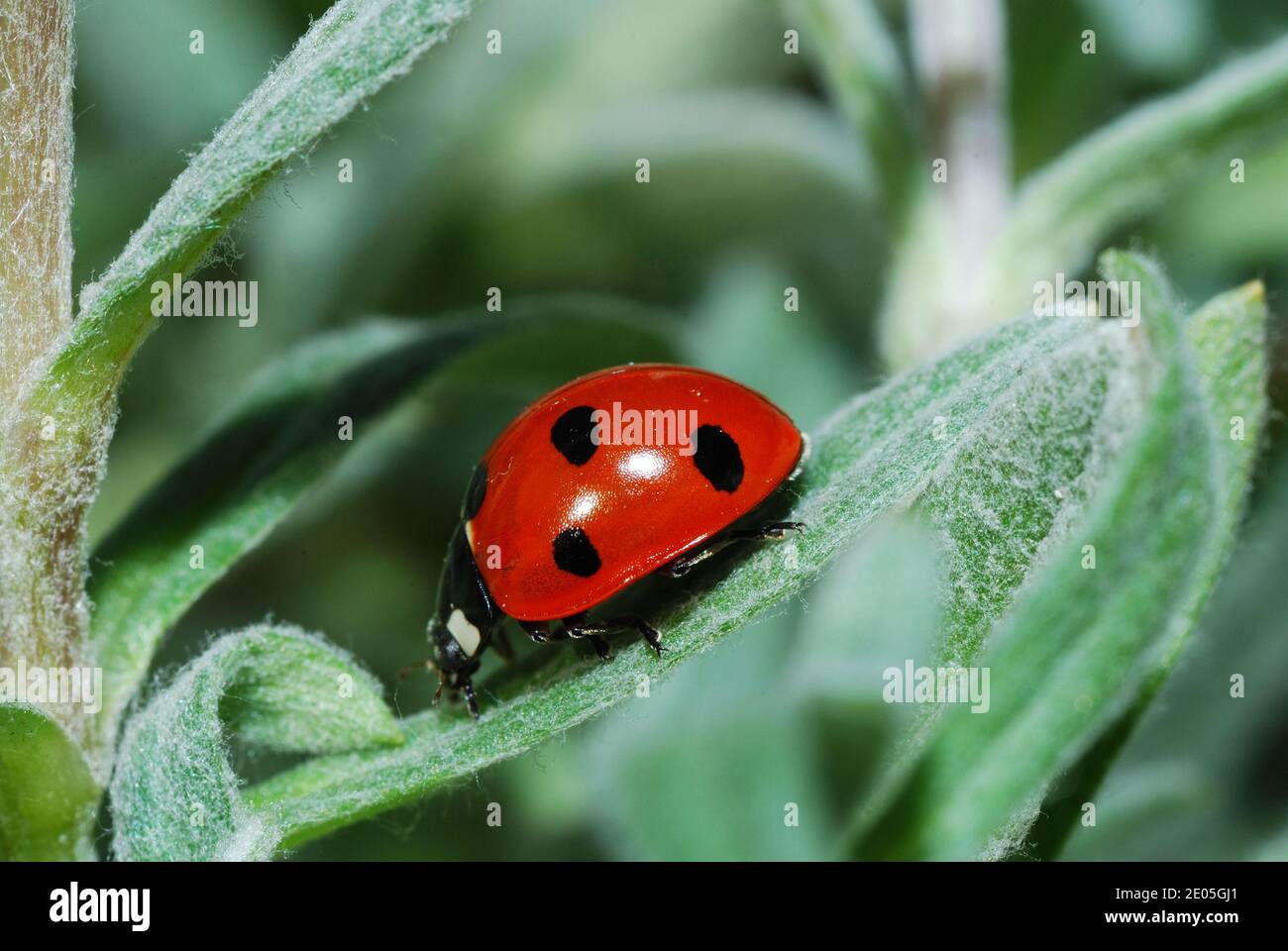 small red black ladybug crawling on the blade tip down Stock Photo - Alamy