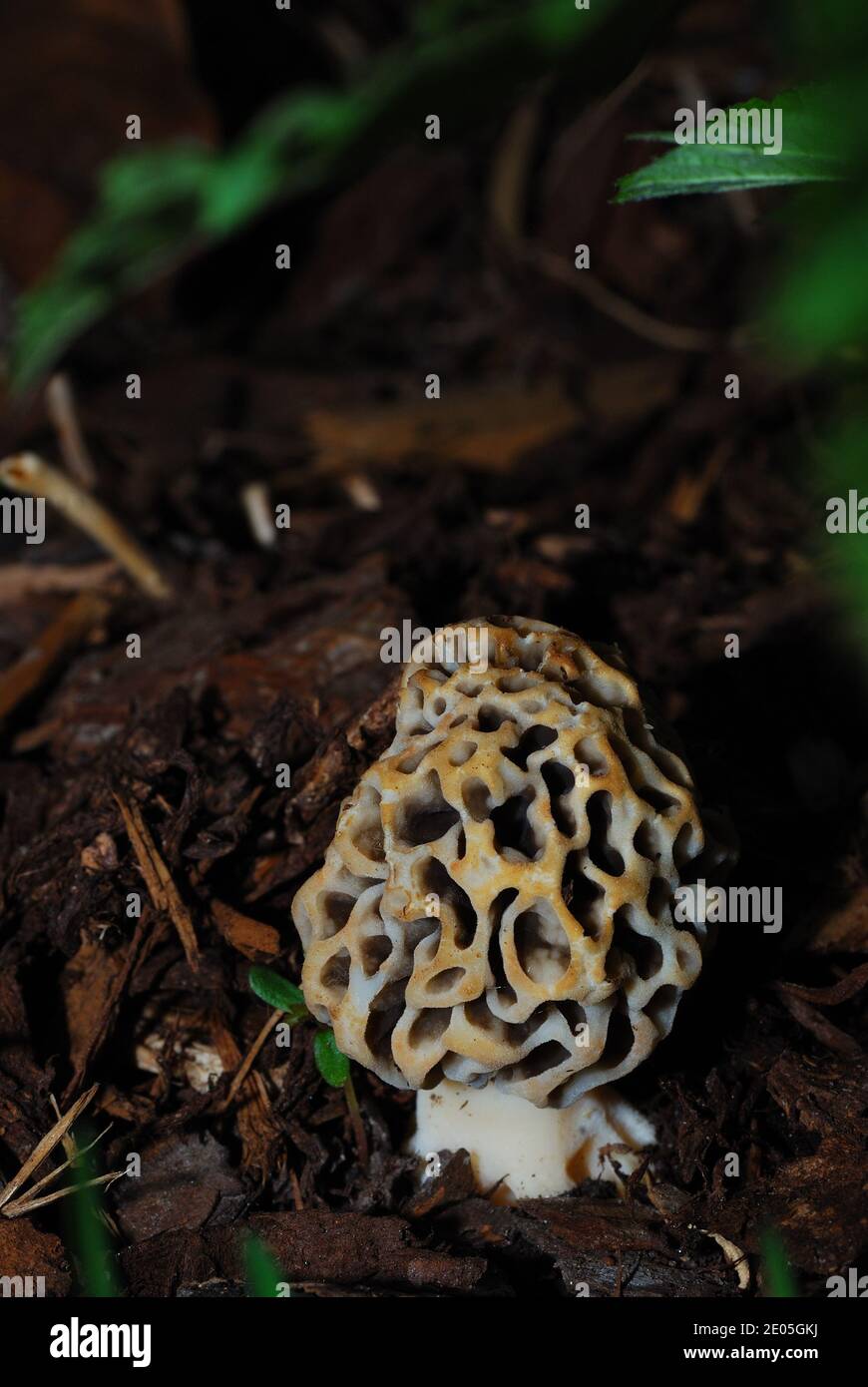 fresh morel mushroom in the moss grown and forest in spring Stock Photo