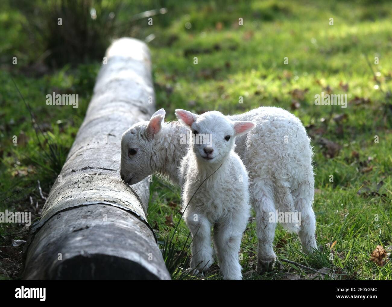 Two very cute, young Welsh lambs in a grassy field Stock Photo