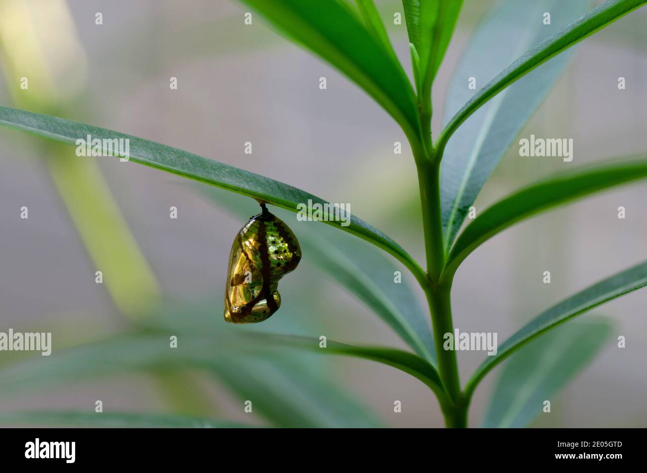 Shiny Golden colored Pupa of Common Crow Butterfly Species on Nerium plant Stock Photo