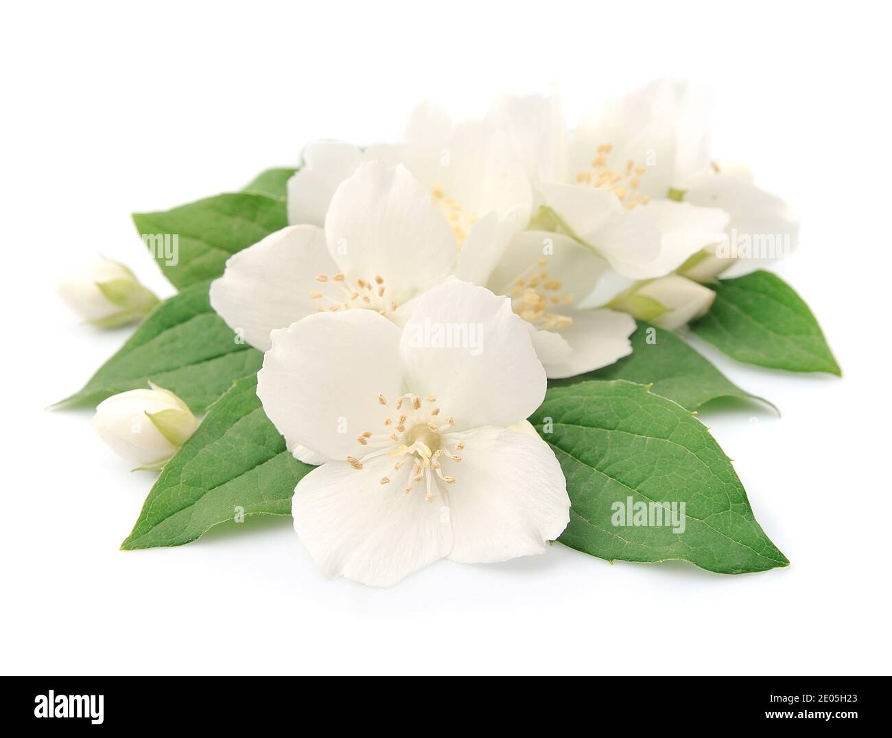 Jasmin flowers hi-res stock photography and images - Alamy