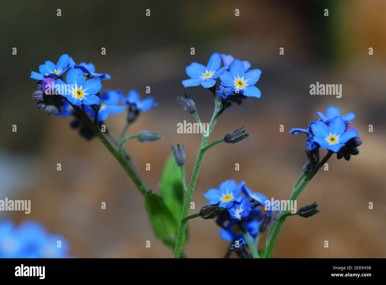 great view of fresh flowers in the blue forget-me-not spring Stock ...