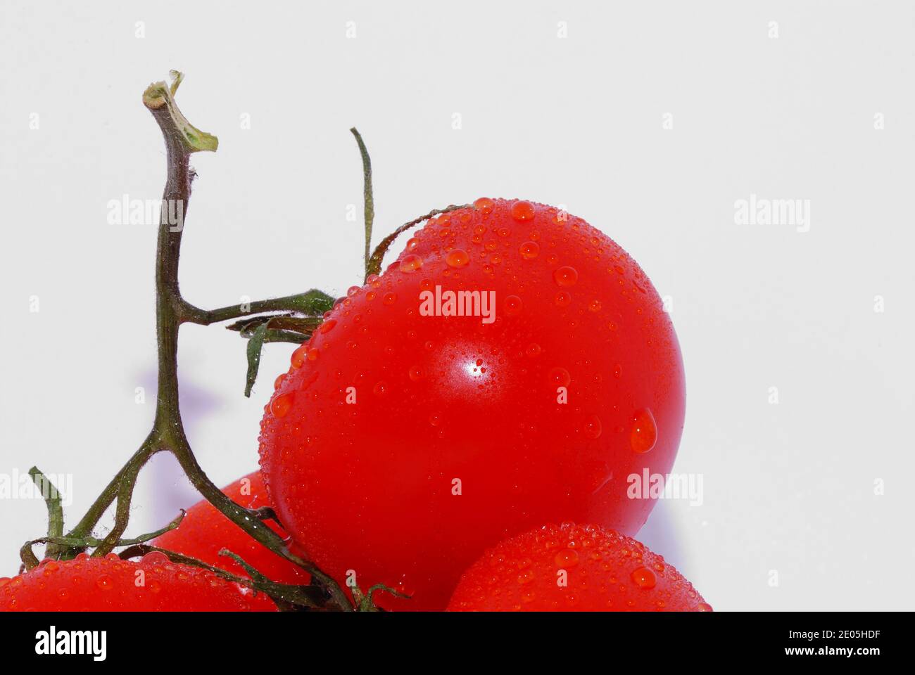 fresh red tomato with lots of water drops on white background large ...