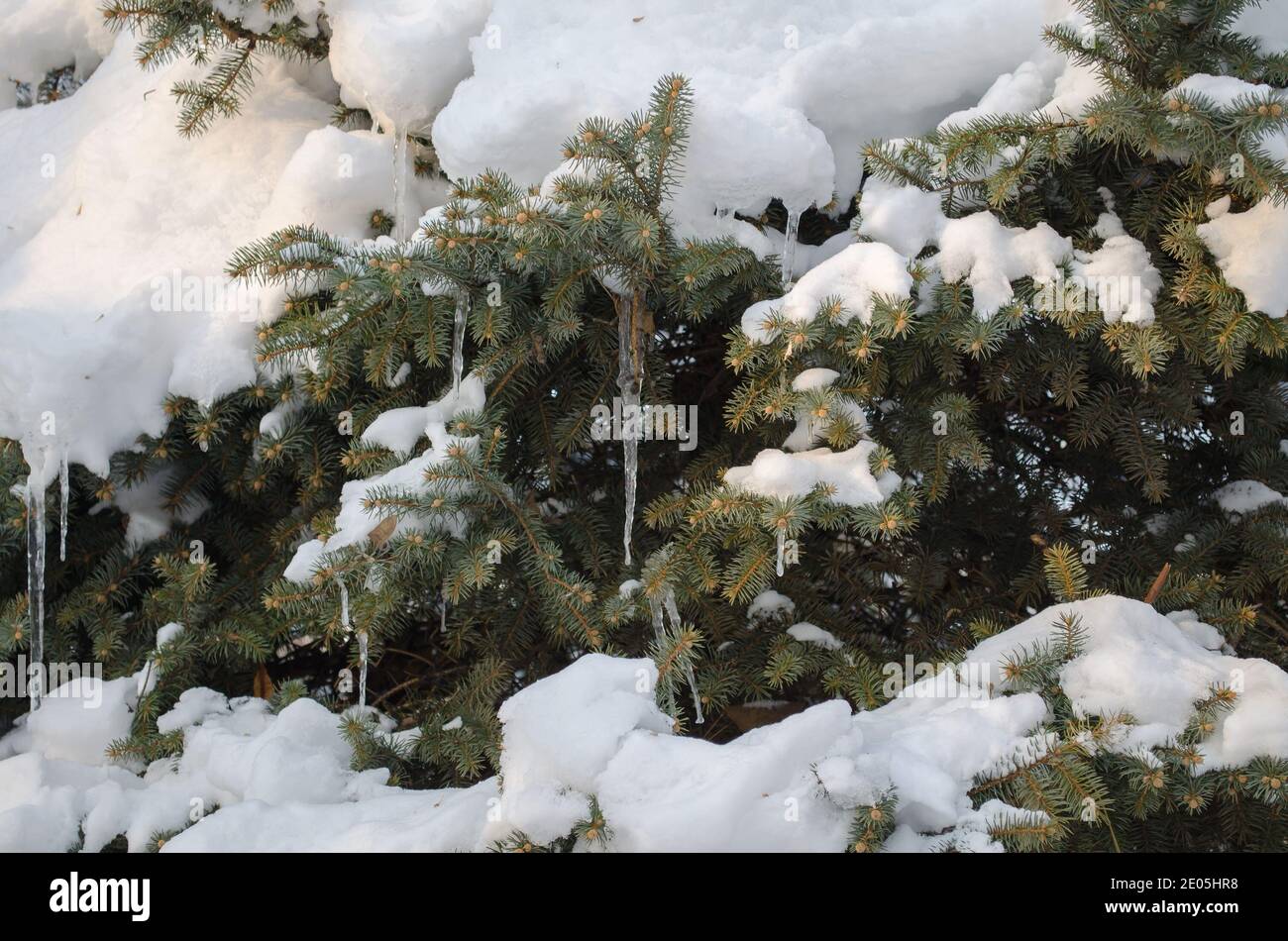 Green branch of the Christmas tree in winter, with icicles and snow Stock Photo