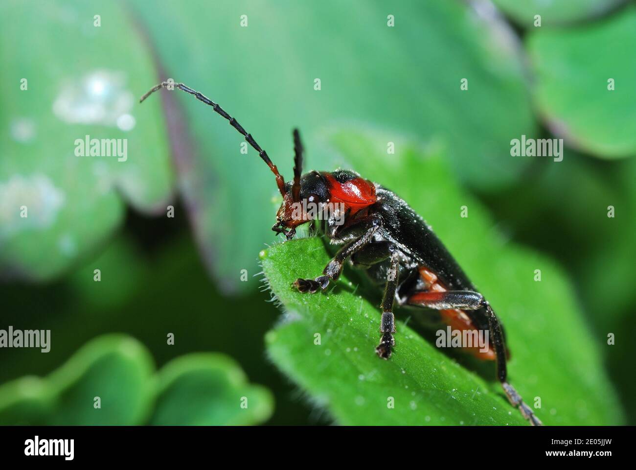 small red black beetle sitting on the end of a leaf in the sun Stock ...
