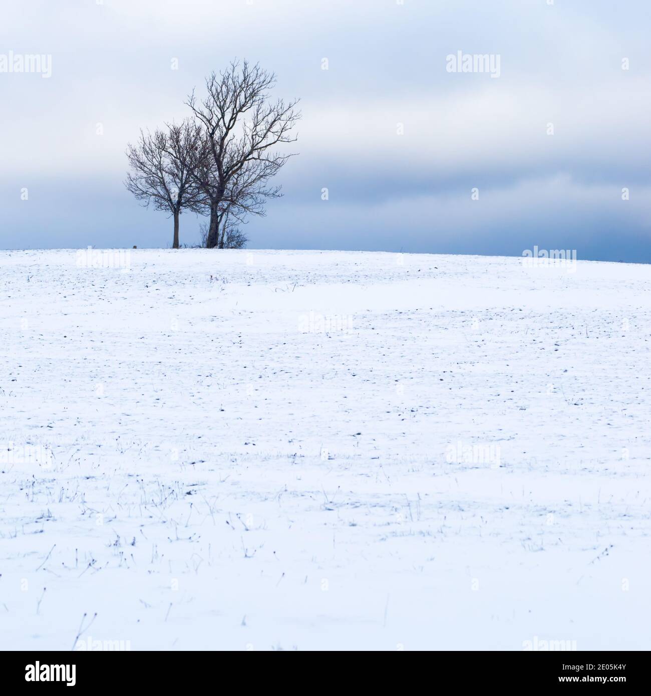 Isolated trees on the crest of a snow-capped volcano, (Volvic), France Stock Photo