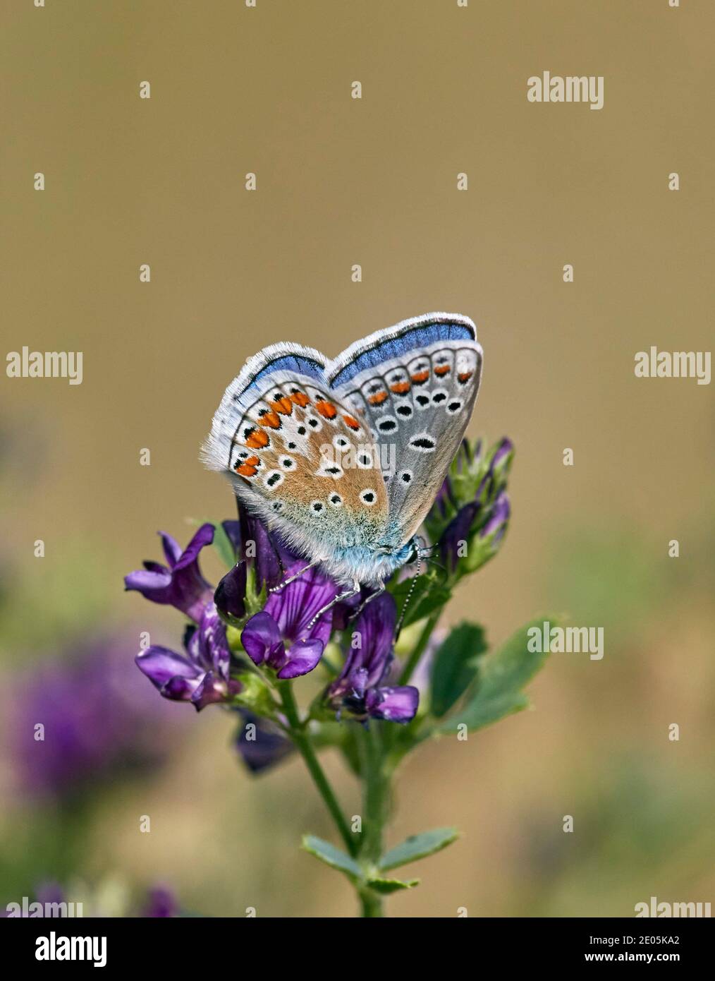 Common Blue male nectaring on Alfalfa. Molesey Heath, West Molesey ...