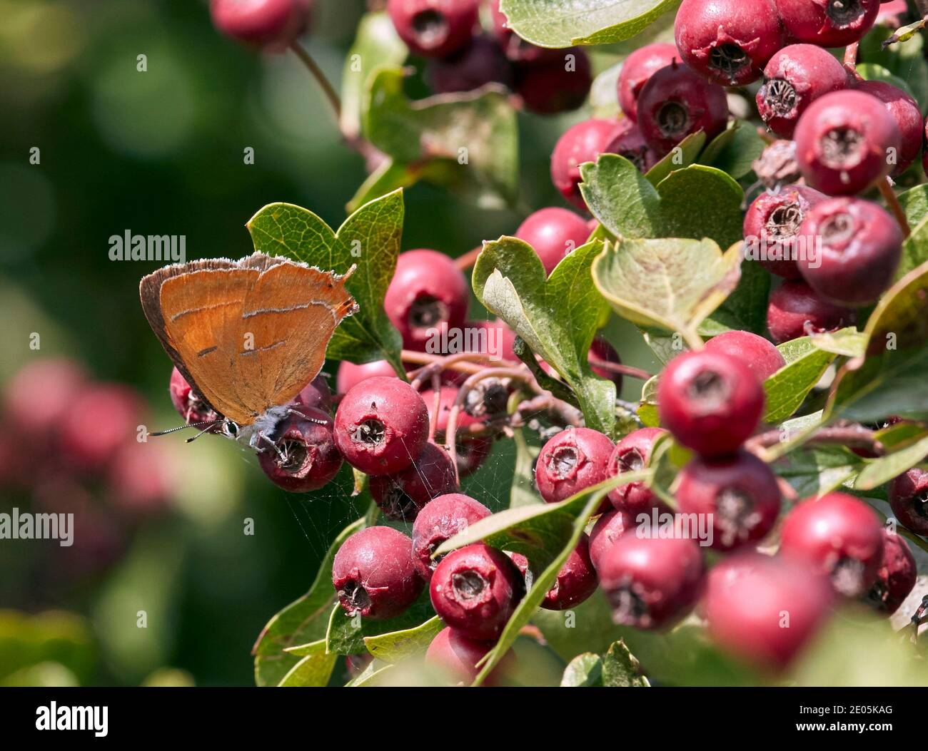 Brown Hairstreak female perched on Hawthorn berries. Molesey Heath, West Molesey, Surrey. Stock Photo