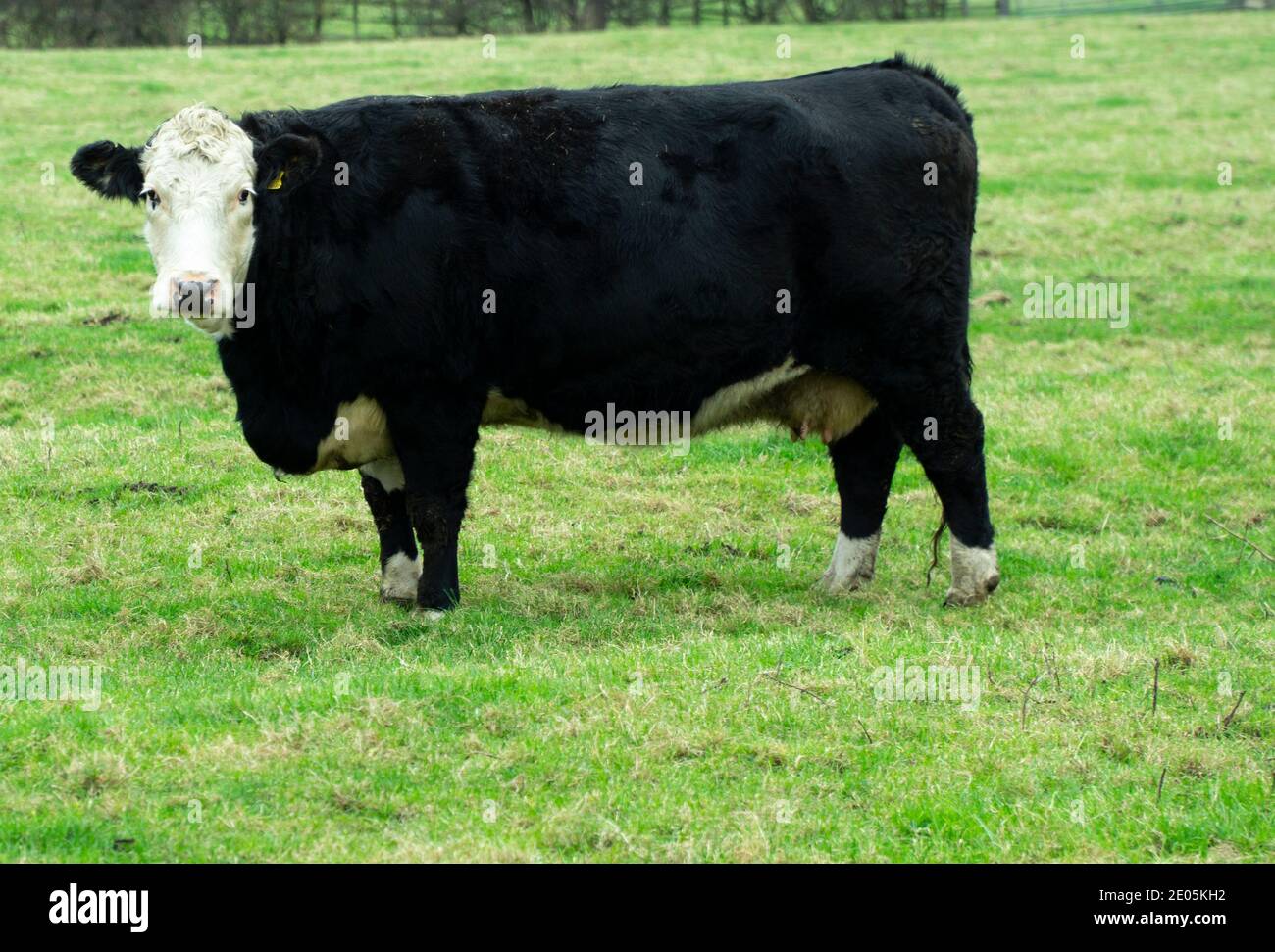 Black and white cow looking at the camera Stock Photo Alamy