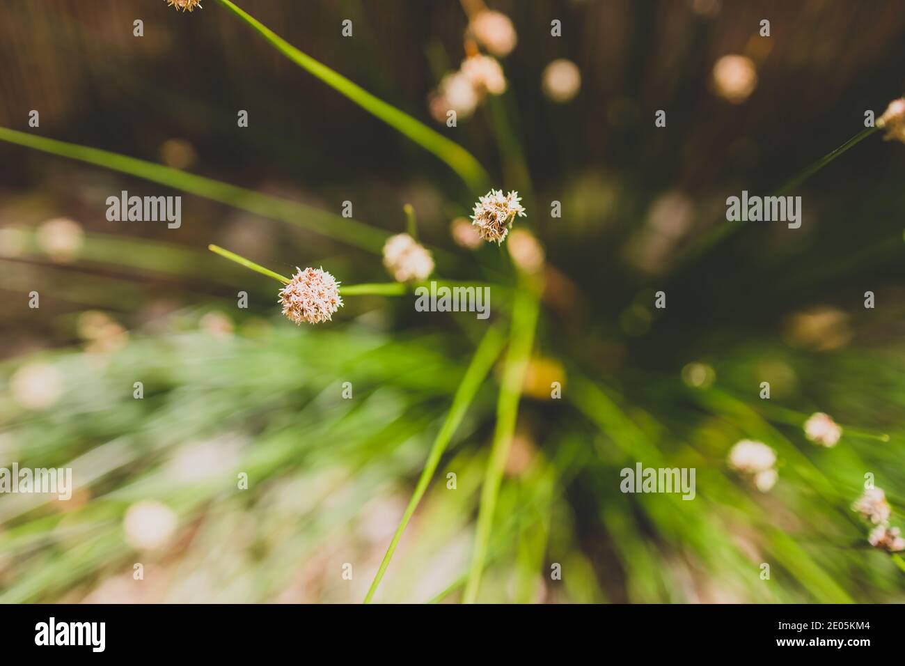 native Australian Ficinia Nodosa grass plant outdoor in sunny backyard shot at shallow depth of field Stock Photo