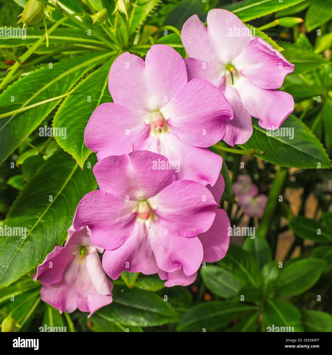 Delicate pink flowers and green leaves on an Impatiens plant Stock Photo