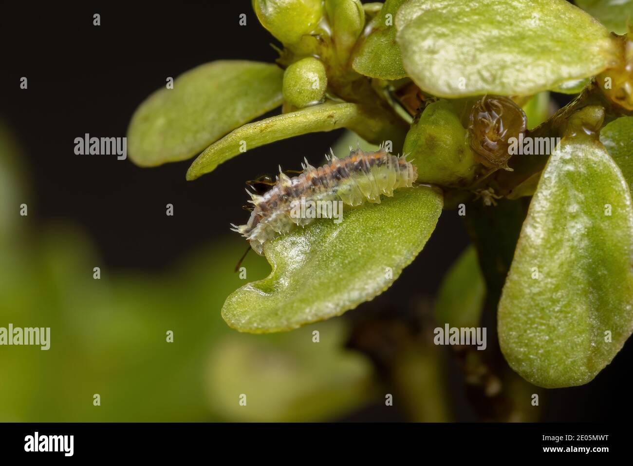 Caterpillar of the order lepidoptera eating a Common Purslane plant of the species Portulaca oleracea Stock Photo