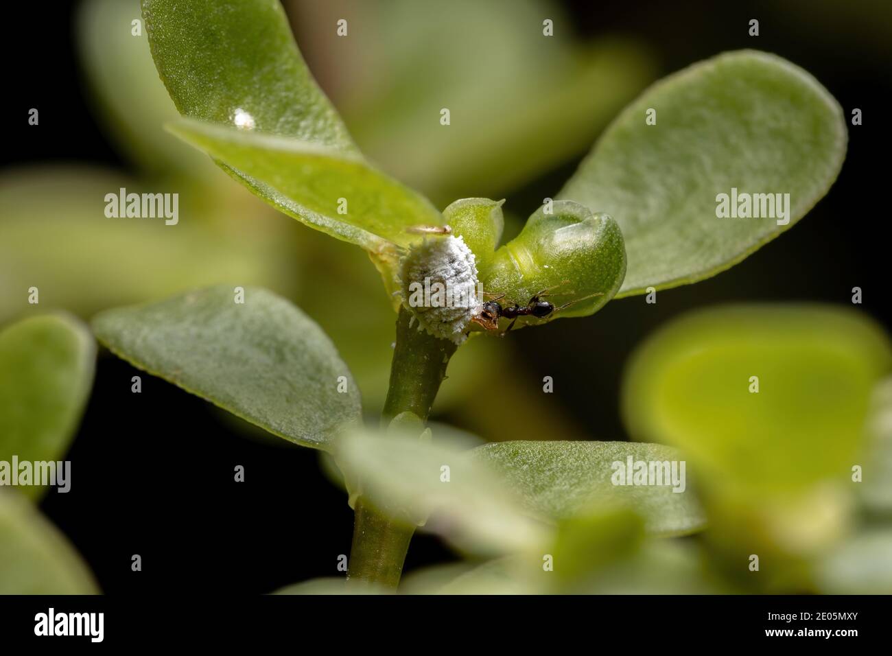 Mealybug of the Family Pseudococcidae with a ant in a common purslane plant of the species portulaca oleracea Stock Photo