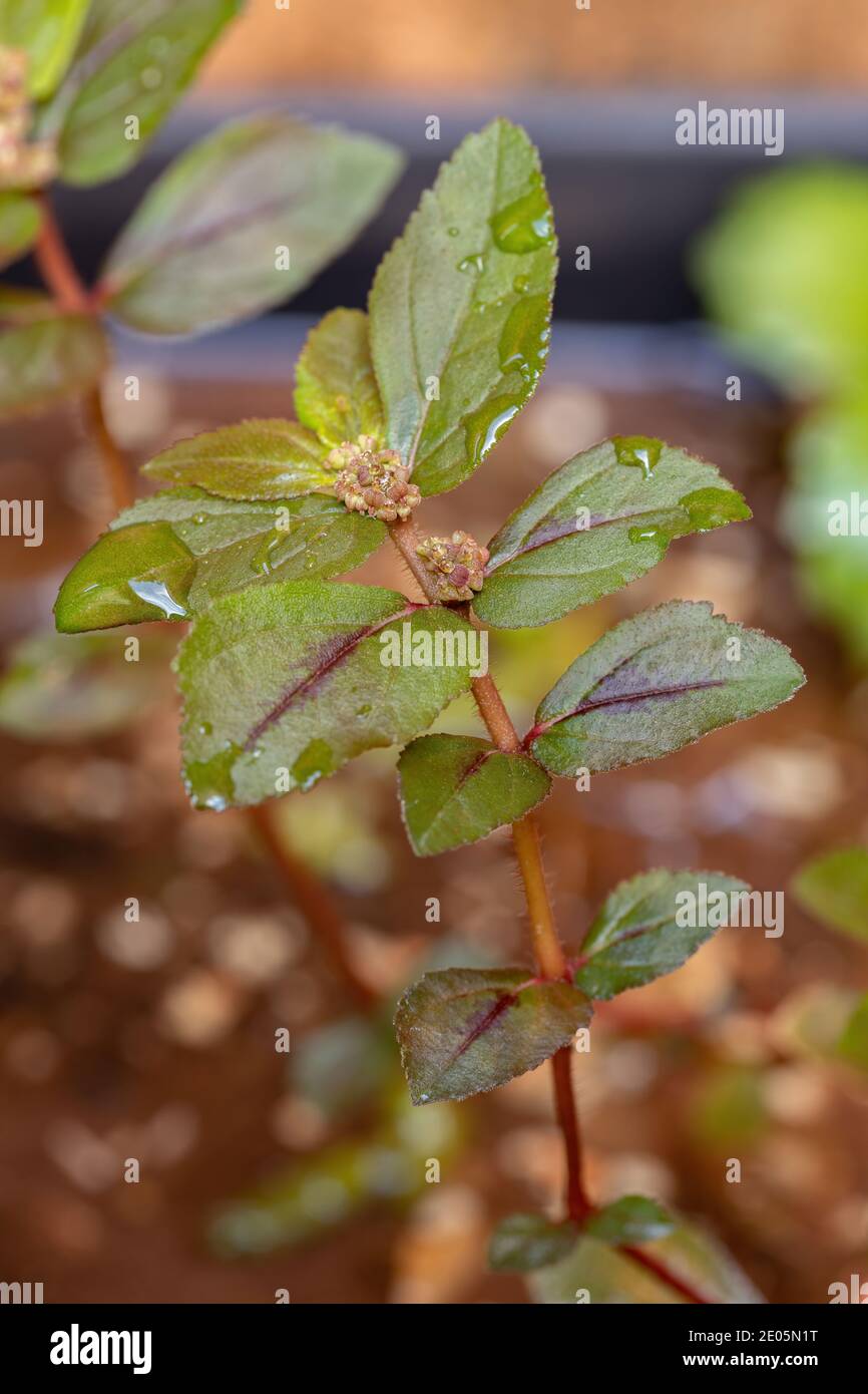 Asthma Plant of the species Euphorbia hirta Stock Photo Alamy
