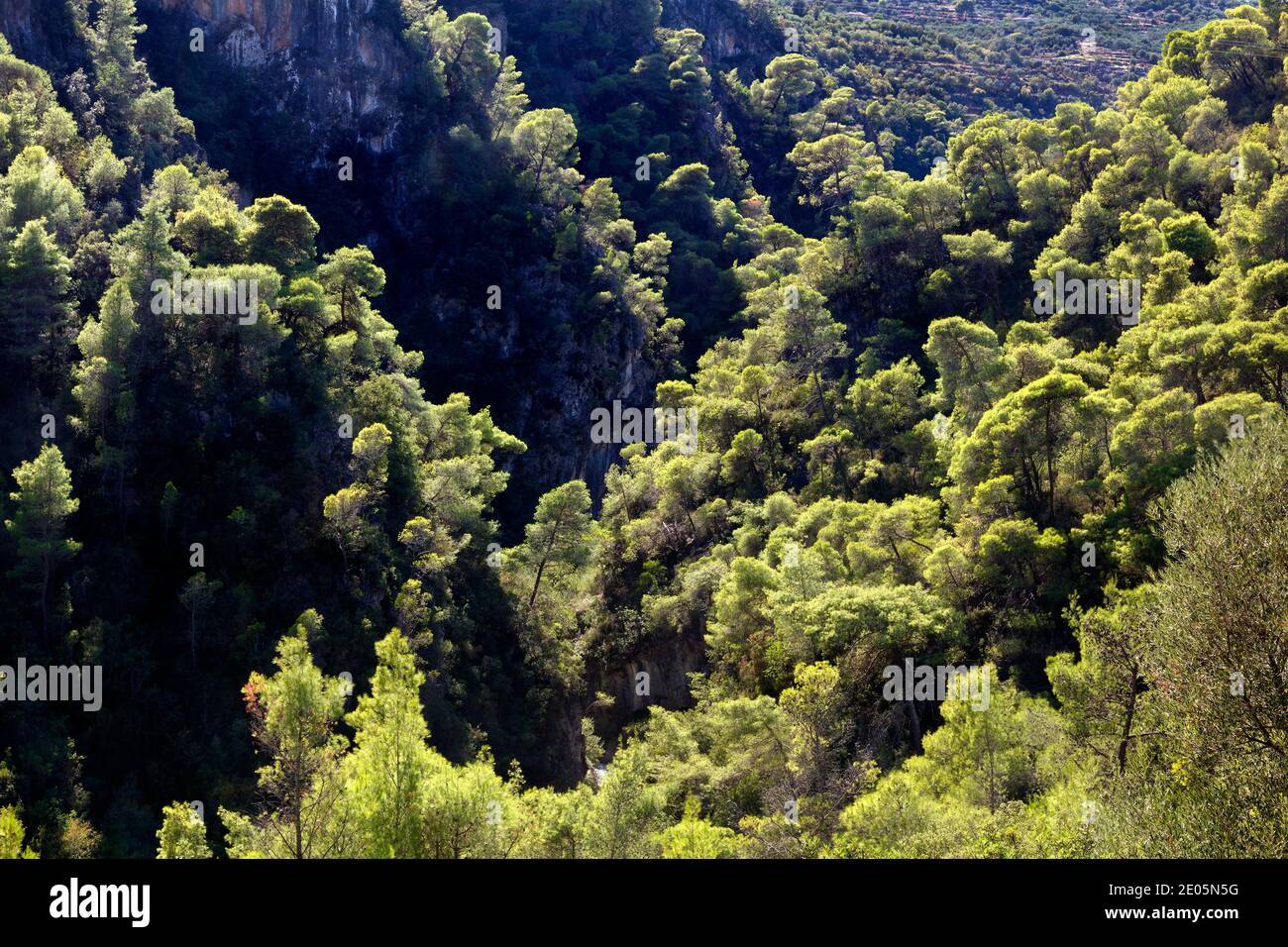 Pine forests lining the slopes of the Rindomo Gorge in Messinia in the Southern Peloponnese of Greece Stock Photo