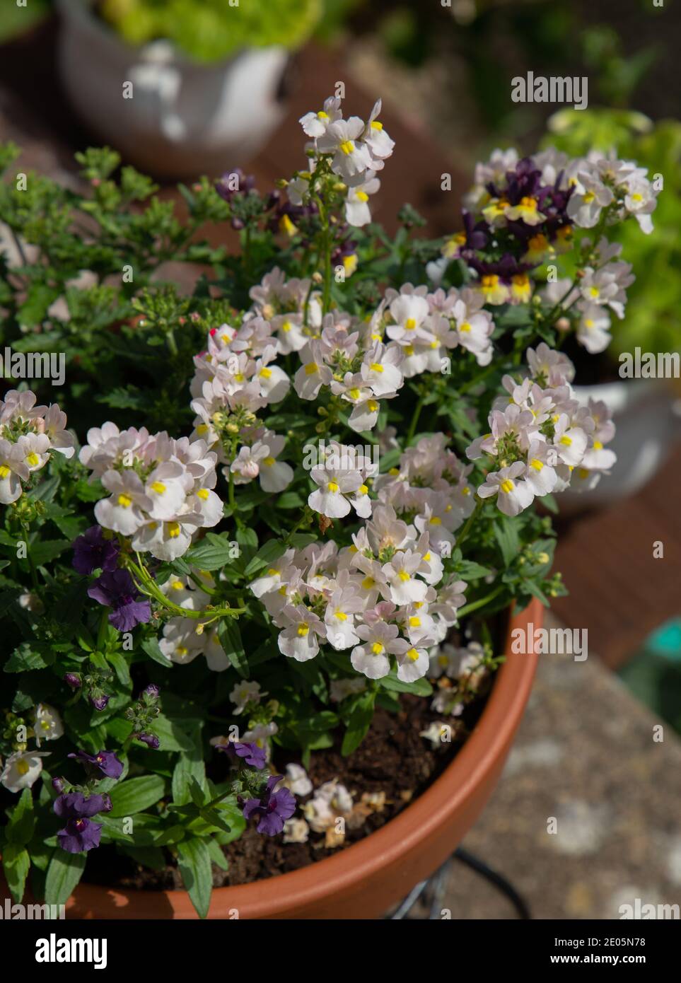Nemesia strumosa the fragrant Cape jewel flowers blooming in the pot