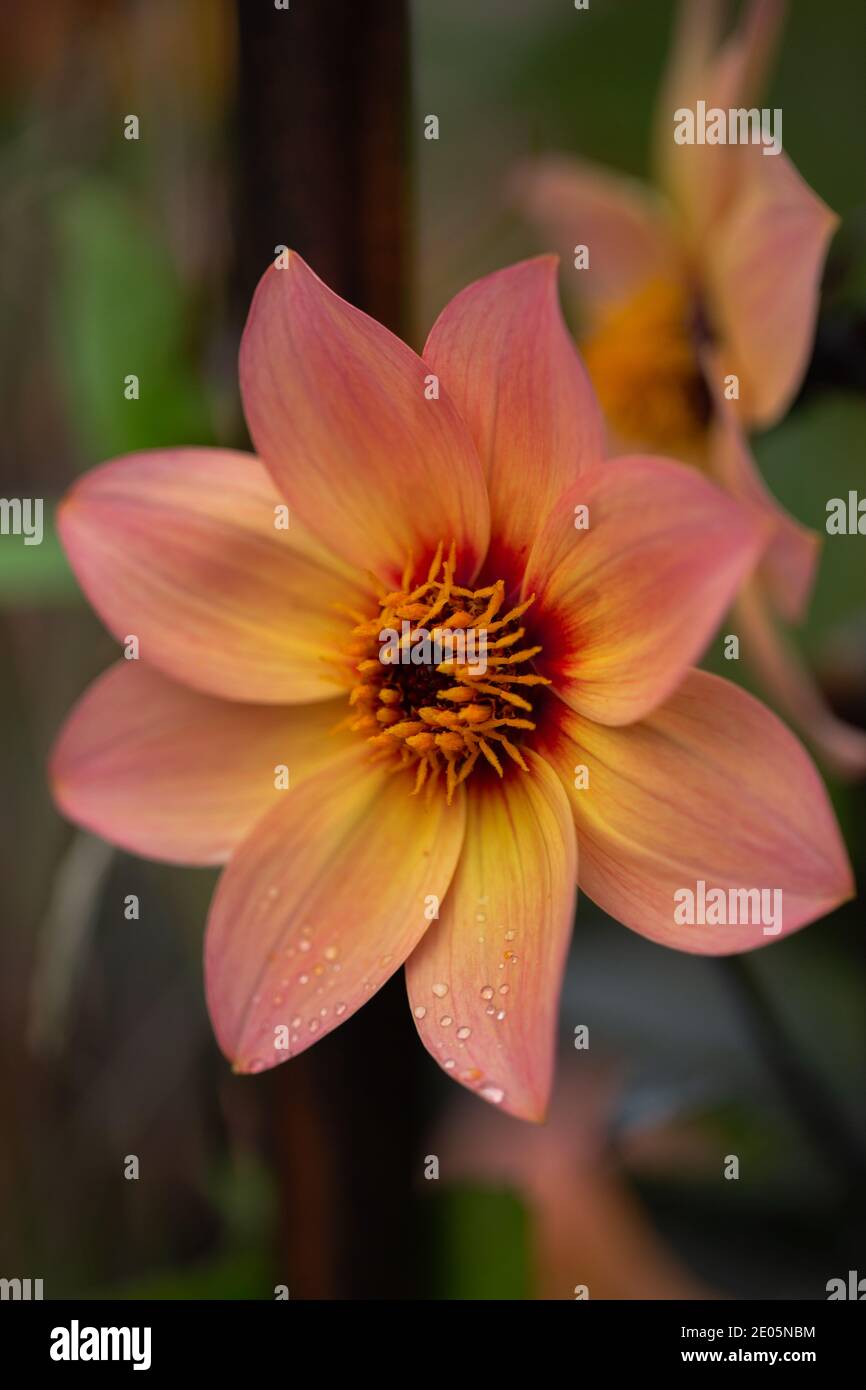 Dahlia happy single kiss hires stock photography and images Alamy