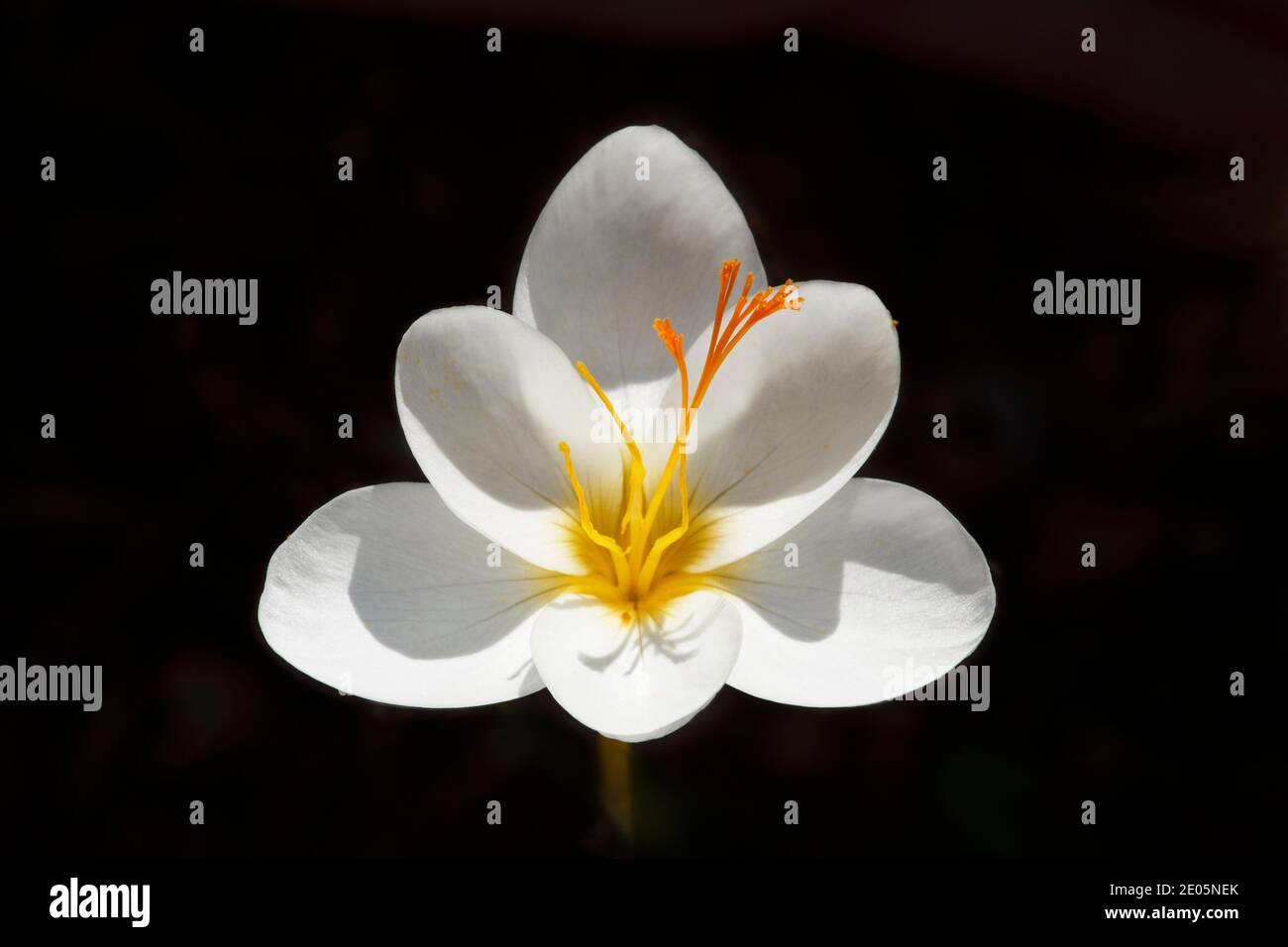 Graphic image of Autumn Crocus (Crocus boryi) set against a very dark background suitable for cards Stock Photo