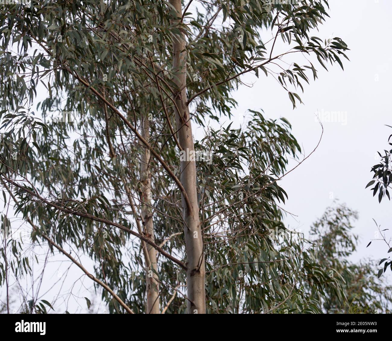 Eucalyptus Gunnii tree Stock Photo