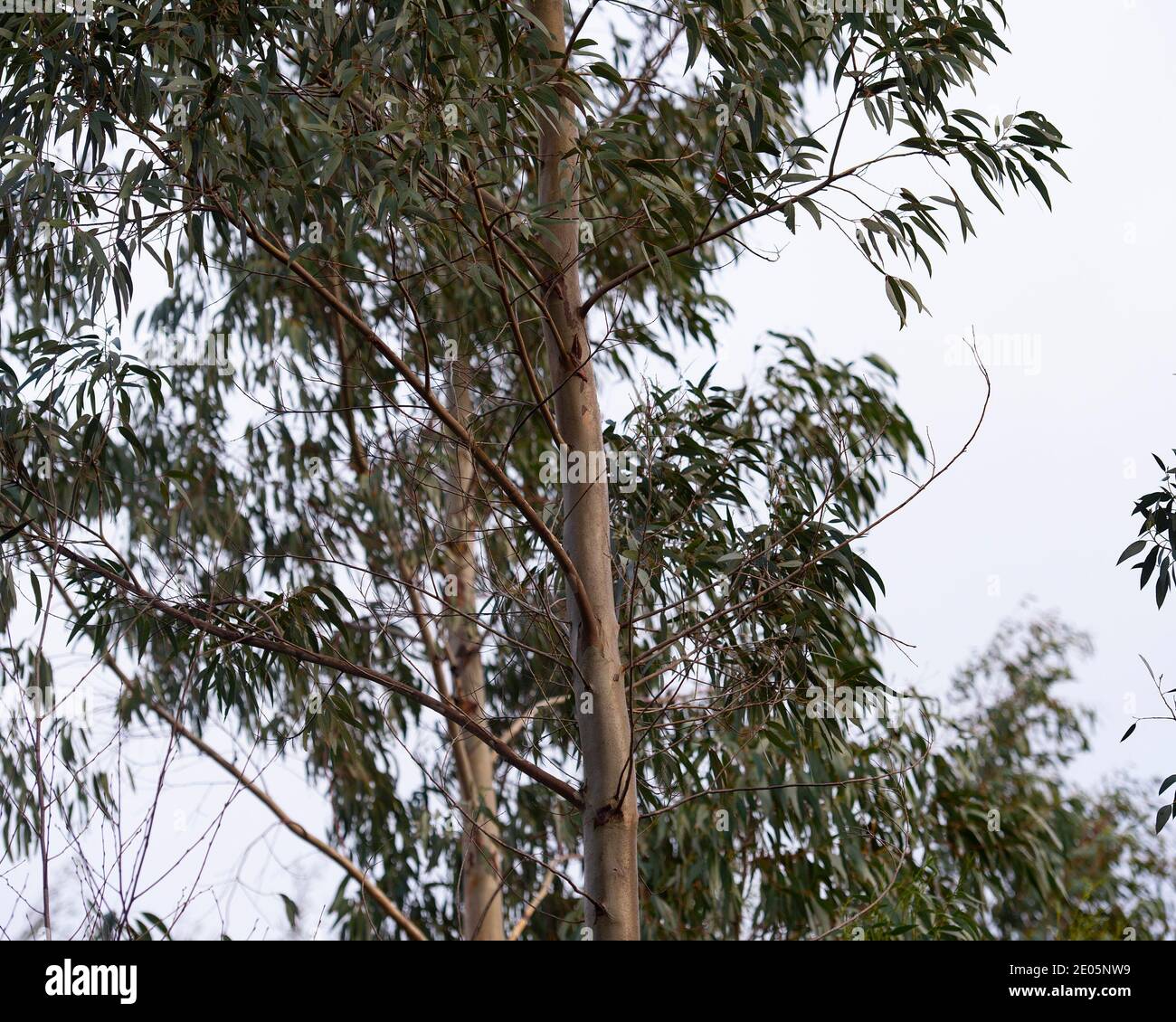 Eucalyptus Gunnii tree Stock Photo