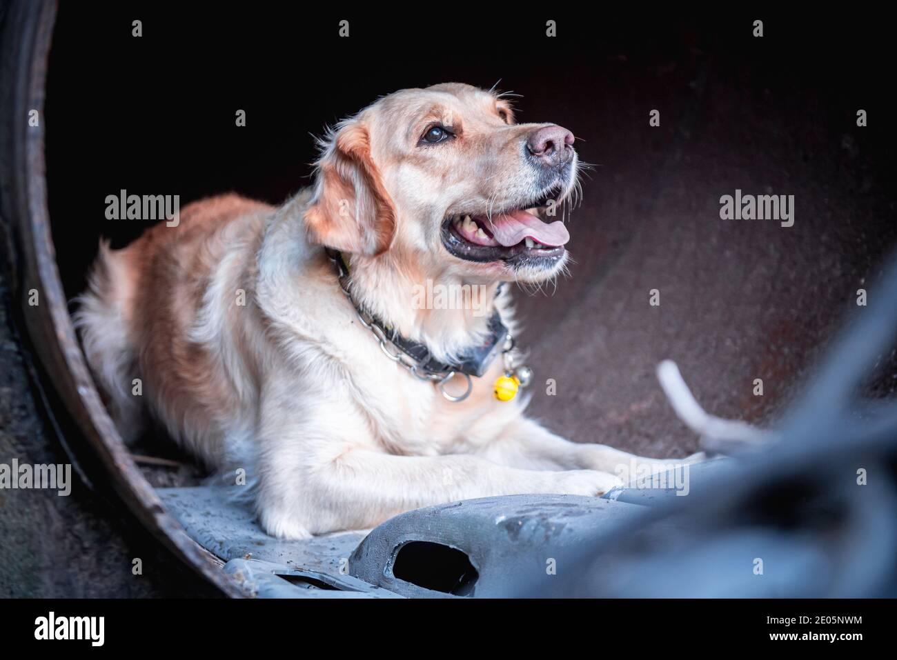 Dog looking for injured people in ruins after earthquake. Stock Photo