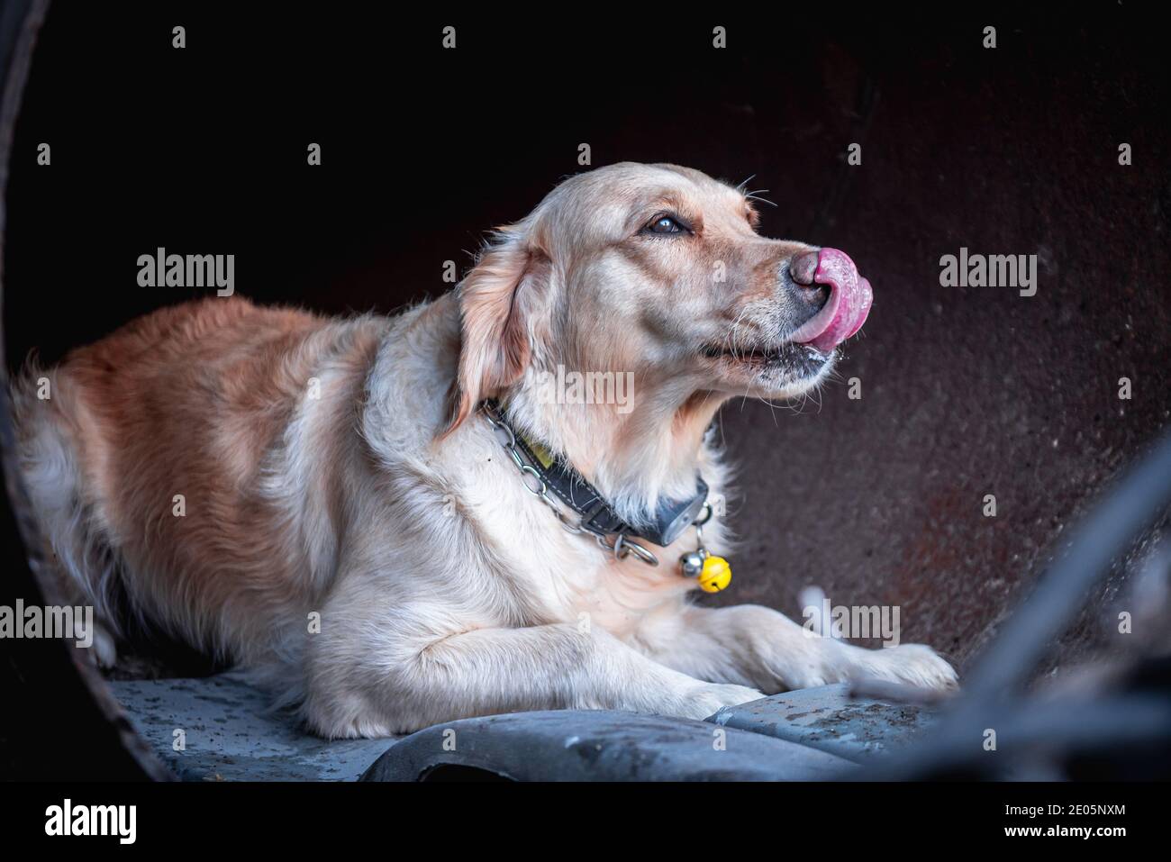 Dog looking for injured people in ruins after earthquake. Stock Photo