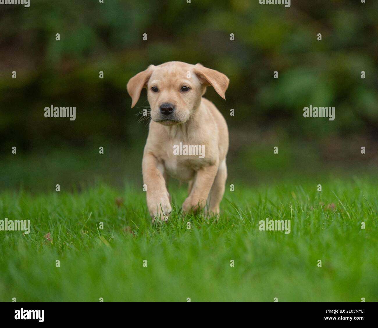 yellow labrador retriever puppy Stock Photo Alamy