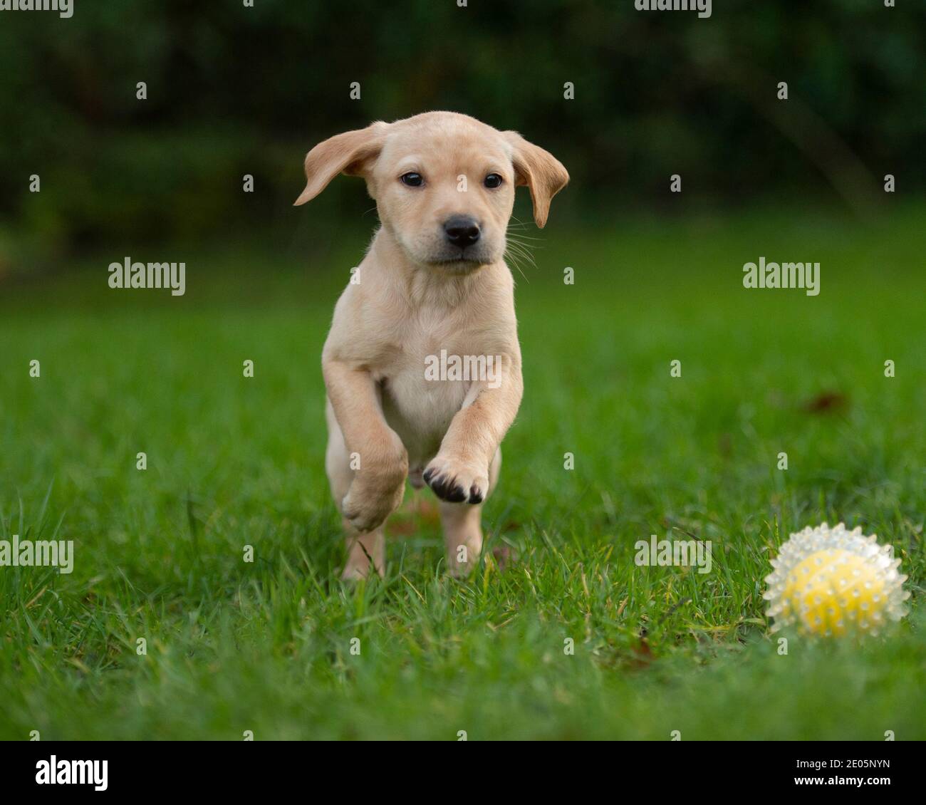yellow labrador retriever puppy Stock Photo Alamy