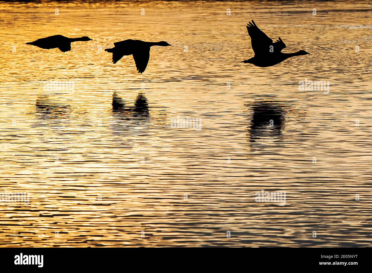 Gunthorpe, Nottinghamshire, UK. 30th Dec 2020. Canada geese silhouetted on the River Trent near Gunthorpe, Nottinghamshire. Neil Squires/Alamy Live News Stock Photo