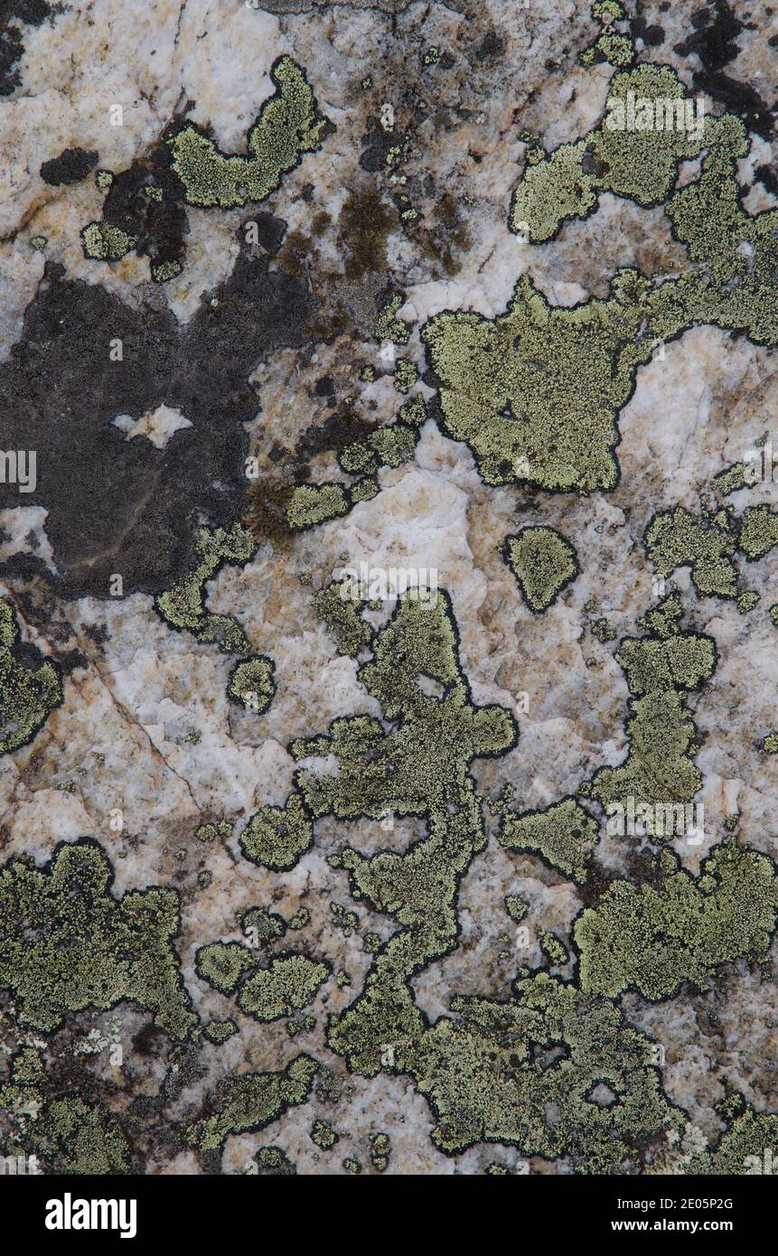 Map lichen Rhizocarpon geographicum on a rock. Monfrague National Park. Caceres. Extremadura. Spain. Stock Photo
