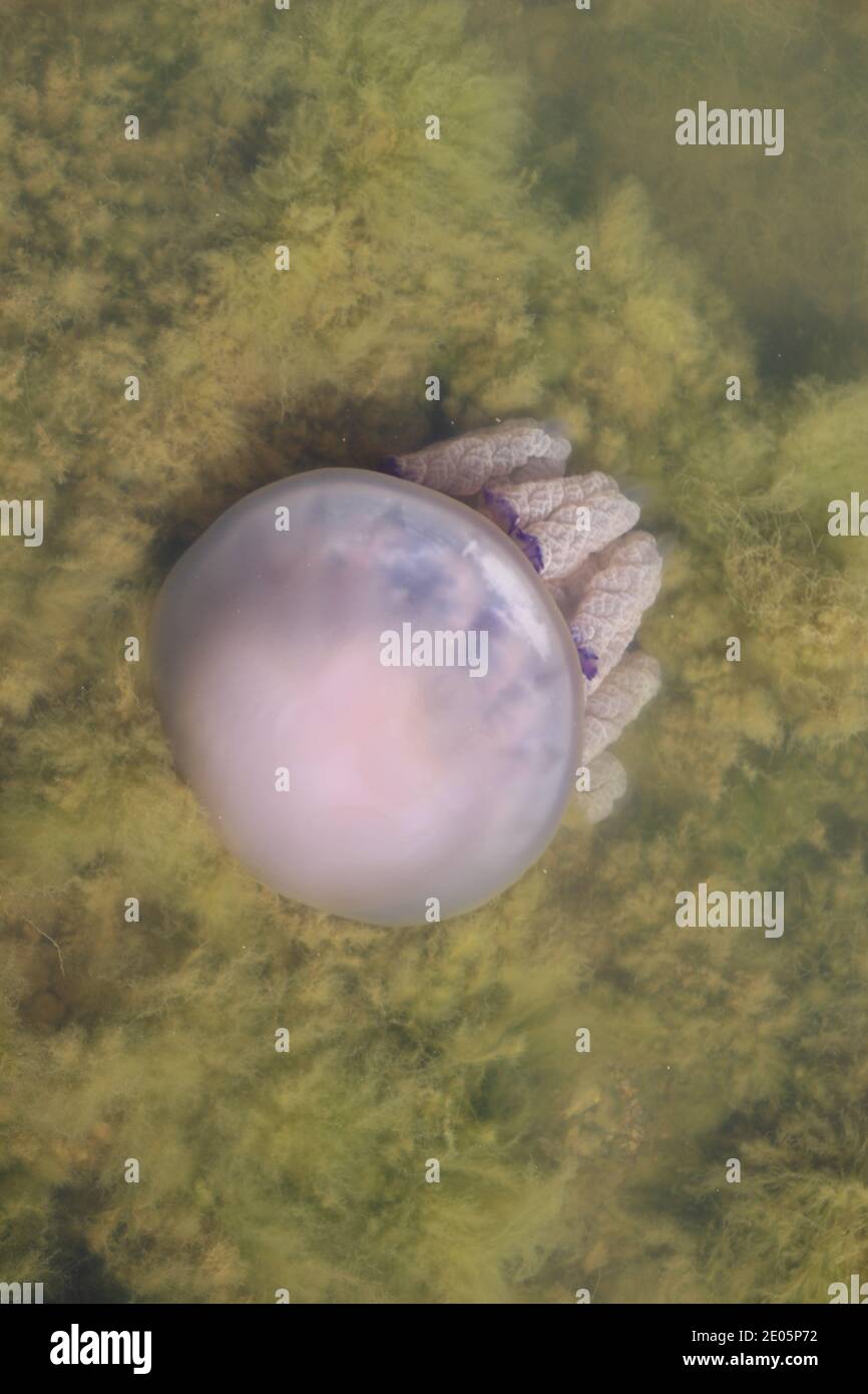 Barrel jellyfish, Rhizostoma pulmo, at L'Etang du Prevost in Palavas-Les-Flots, France Stock Photo
