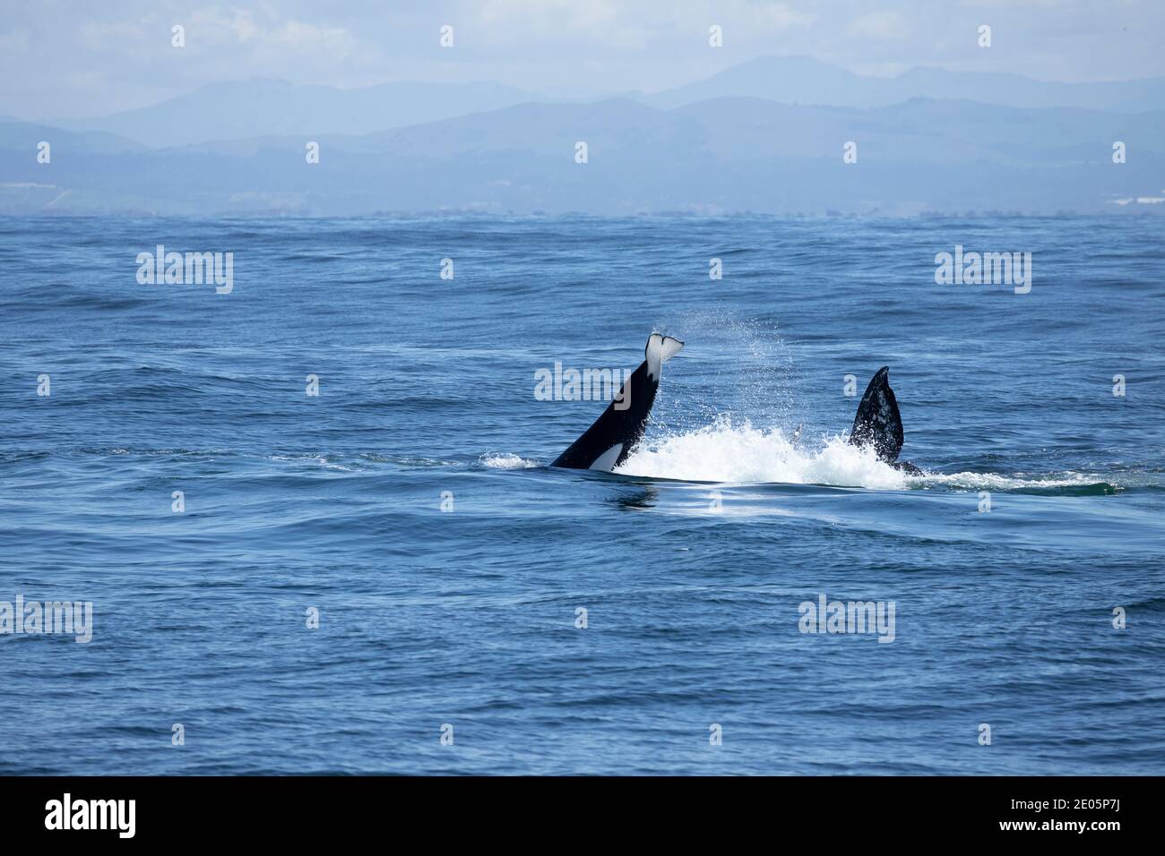2 orca whales in the ocean Stock Photo