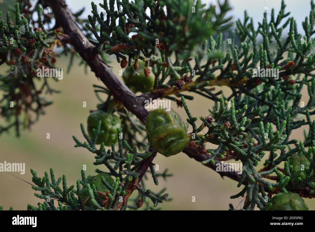Pinecones Growing on Branch Stock Photo