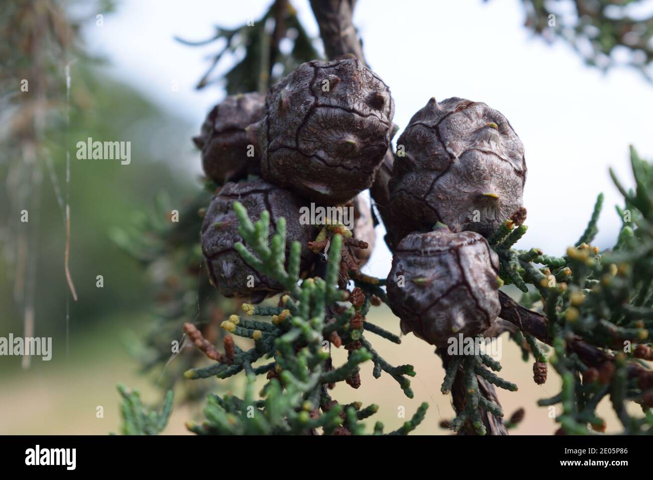 Pinecones Growing on Branch Stock Photo