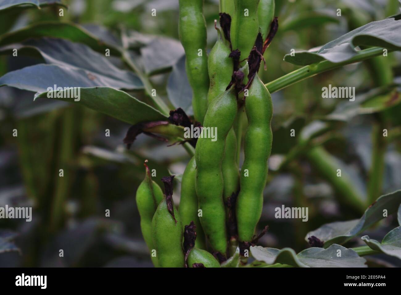 Beans crop harvest uk field hires stock photography and images Alamy