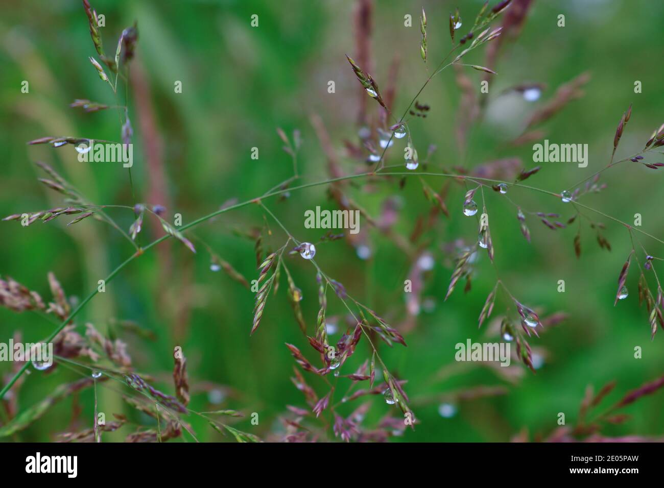 Dewdrops on Ripe Grass Stock Photo