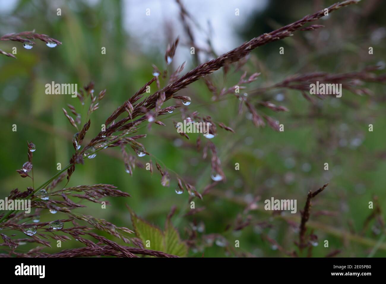 Dewdrops on Ripe Grass Stock Photo