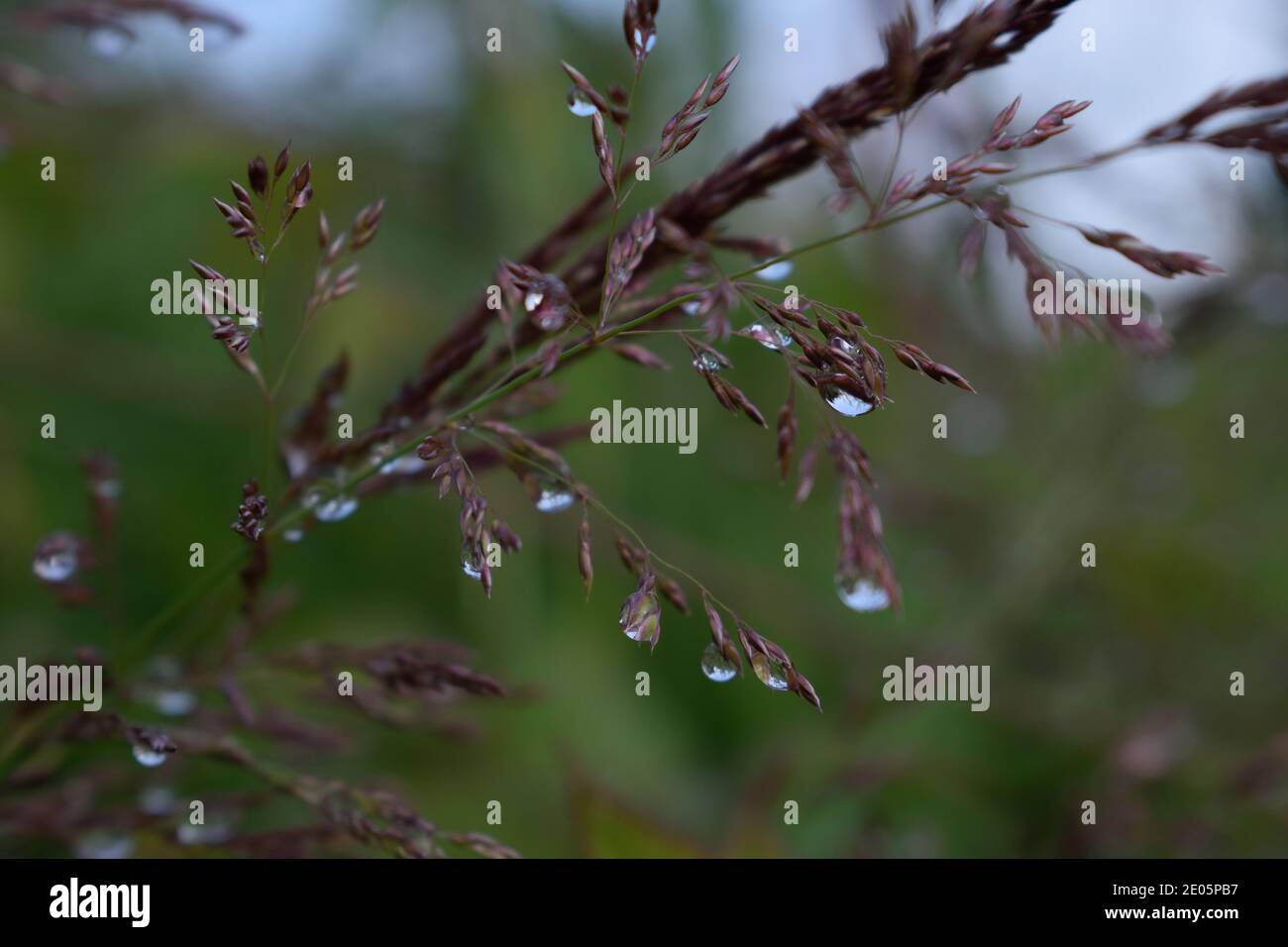 Dewdrops on Ripe Grass Stock Photo