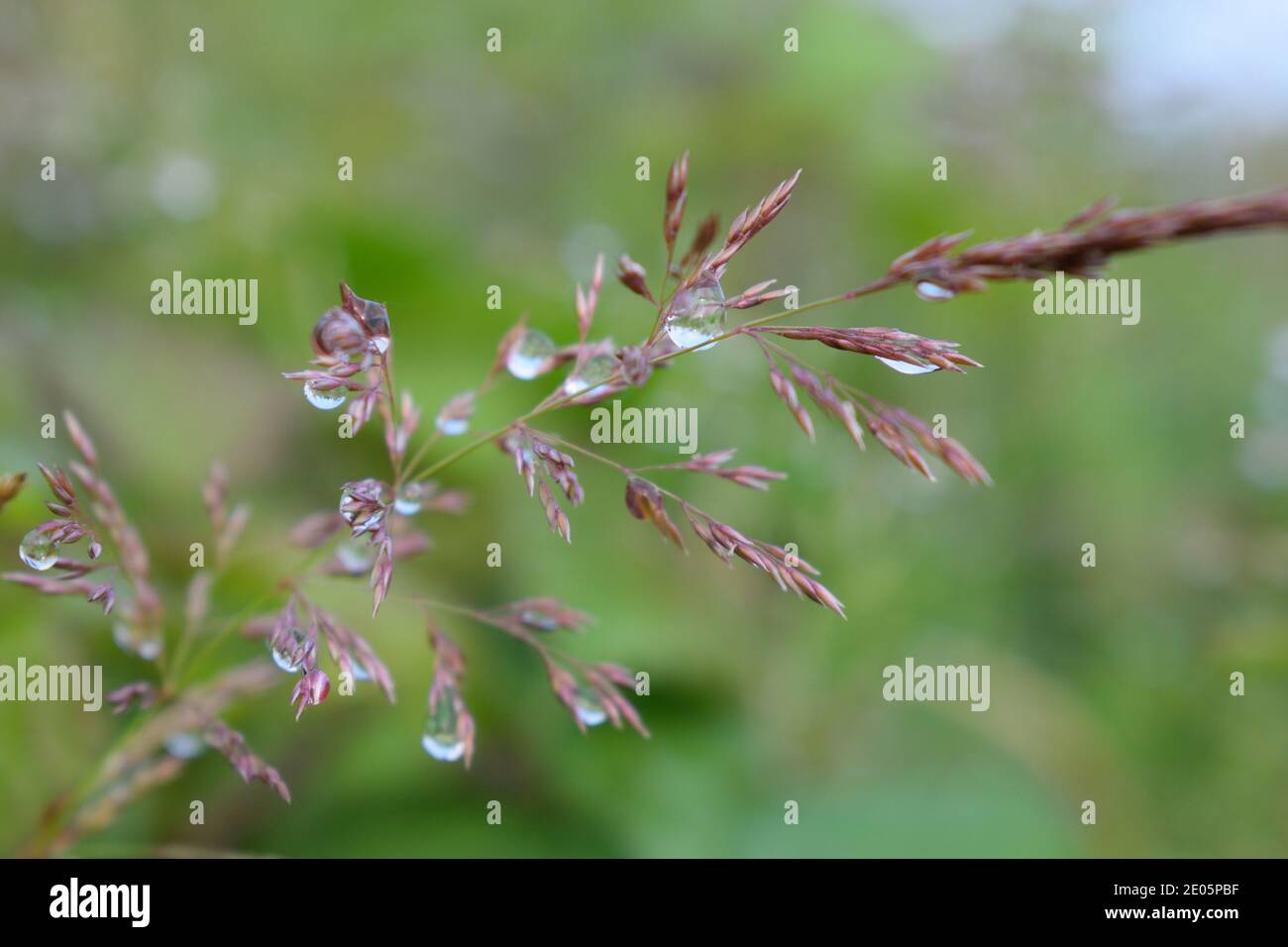Dewdrops on Ripe Grass Stock Photo