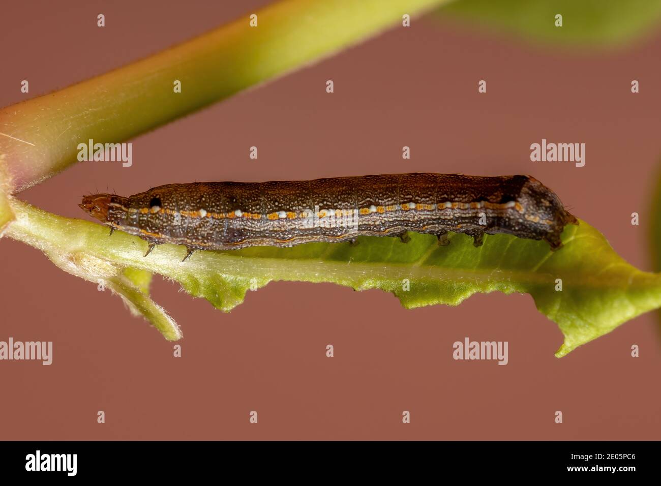 Caterpillar of the genus Spodoptera eating a leaf Stock Photo
