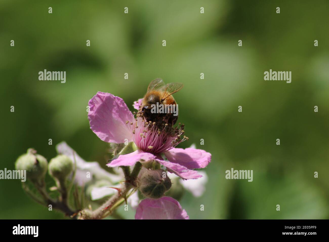 bee pollinating flower Stock Photo