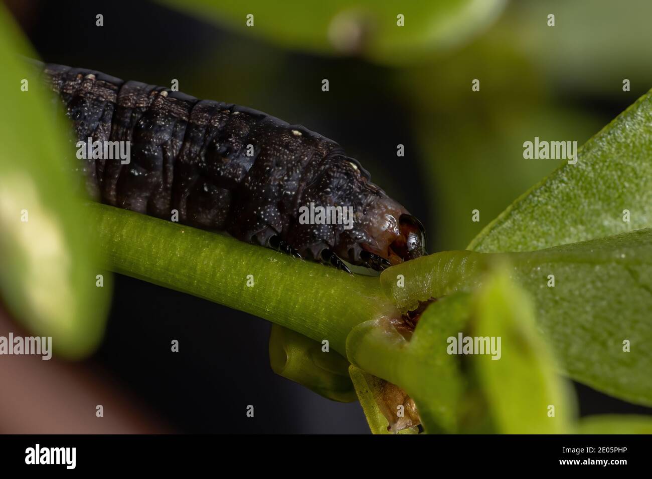 Caterpillar of the genus Spodoptera eating the Common Purslane plant of the species Portulaca oleracea Stock Photo