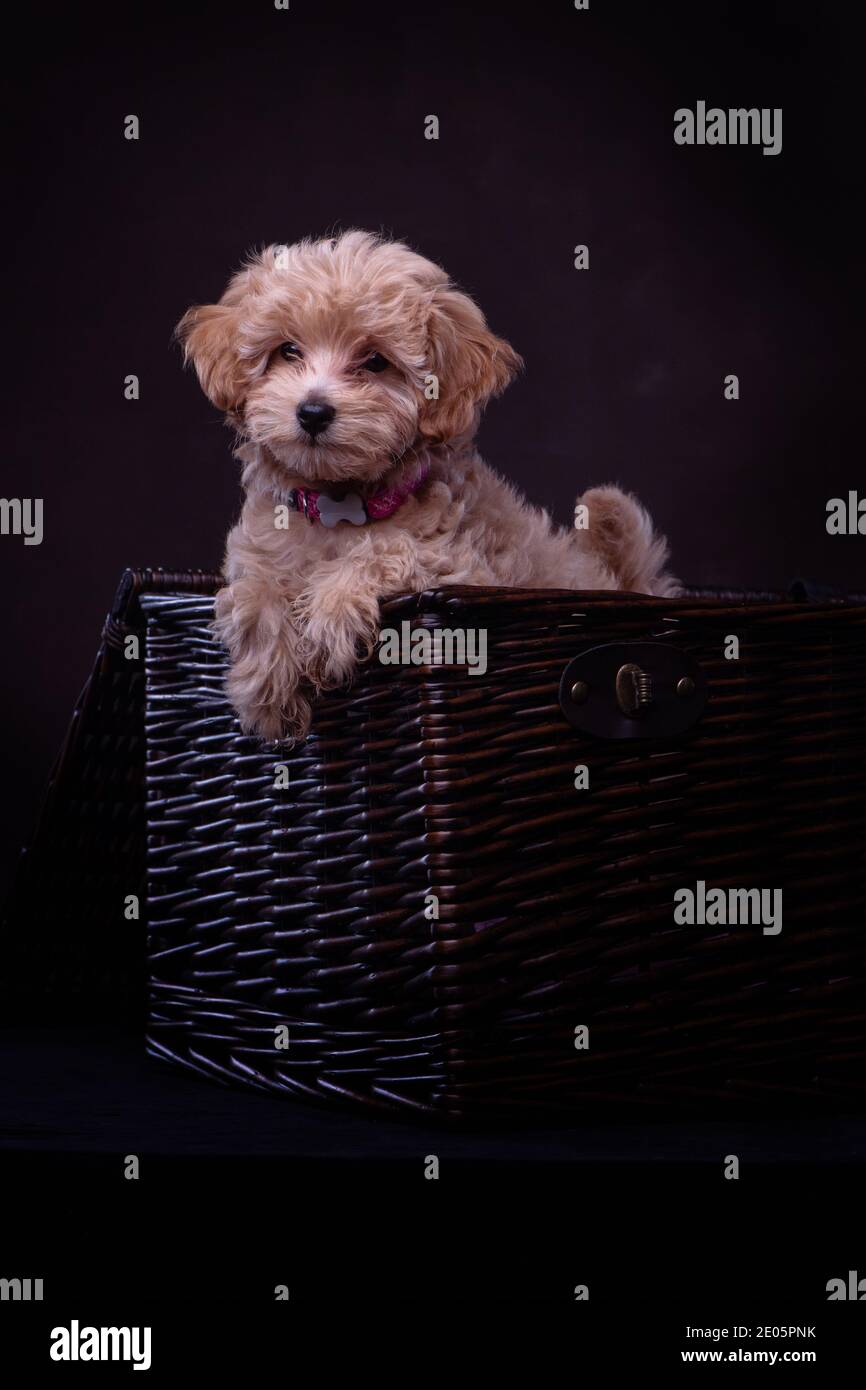 An adorable Jack-a Poo puppy shot in the studio against a brown canvas ...