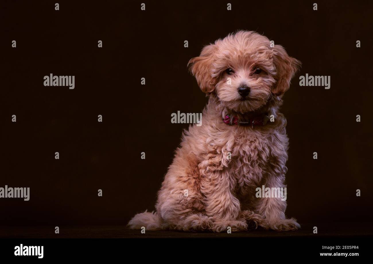 Jackapoo hi res stock photography and images Alamy