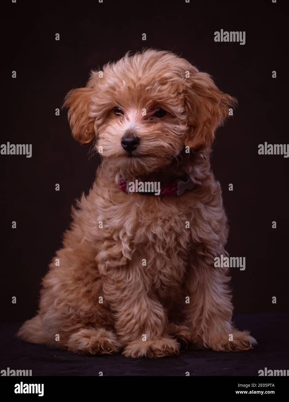 An adorable Jack-a Poo puppy shot in the studio against a brown canvas ...
